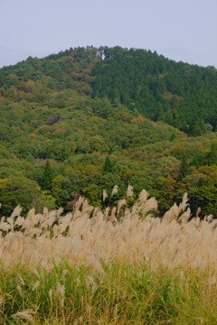 砥峰高原のススキ