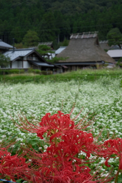 秋の里