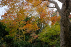 宇治の紅葉