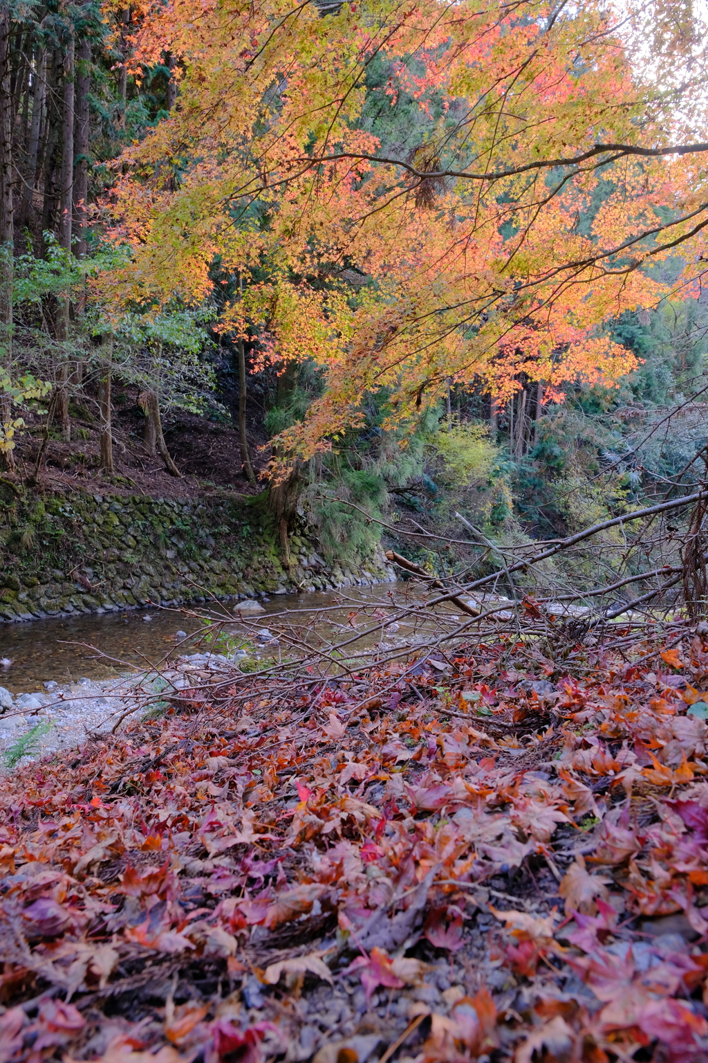 貴船口の紅葉