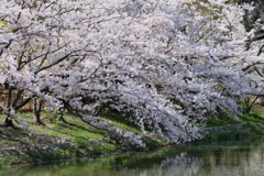 夙川公園の桜