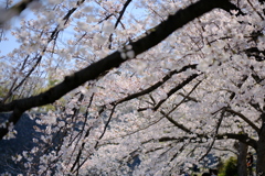 大阪城公園