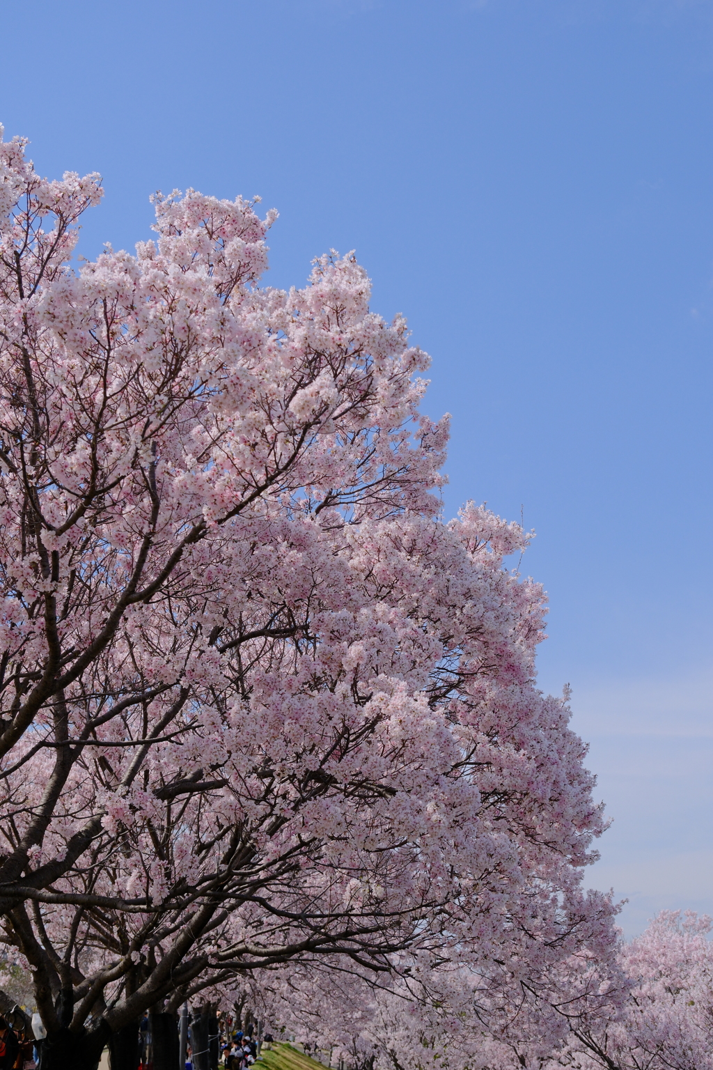桜には青空