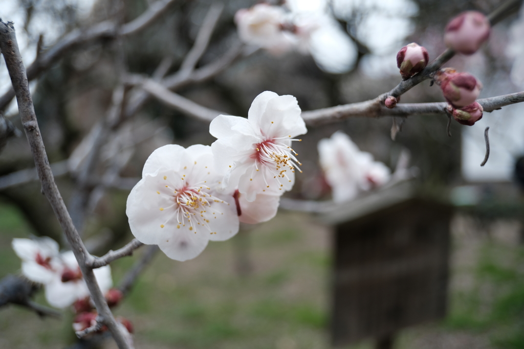 道明寺天満宮の梅園