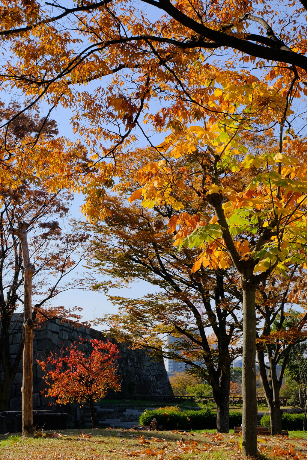 大阪城公園の紅葉