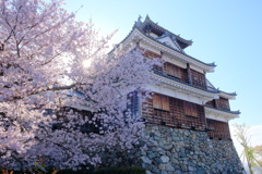 福知山城と桜