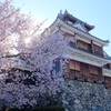 福知山城と桜