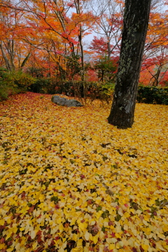 嵐山の紅葉