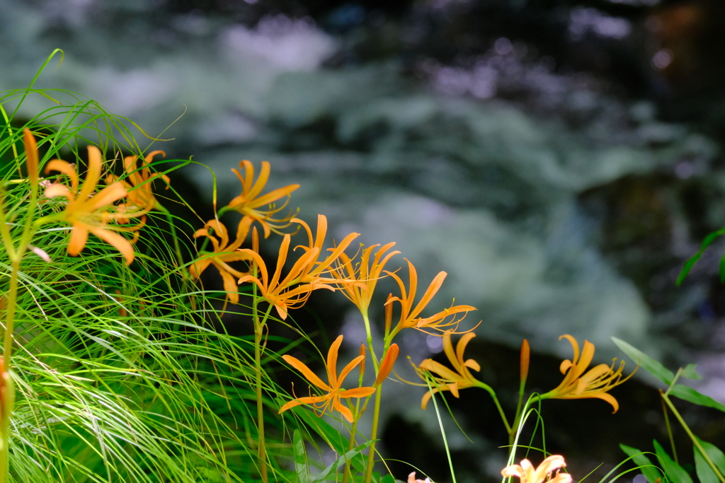 オレンジ色のお花