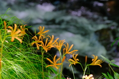 オレンジ色のお花