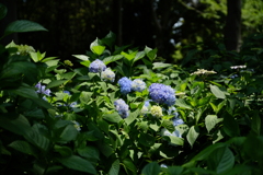 紫陽花