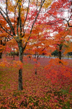 嵐山の紅葉