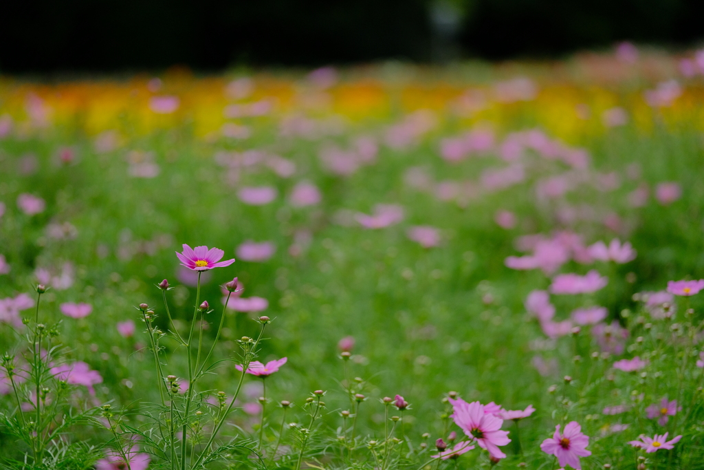 馬見丘陵公園のコスモス