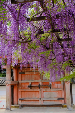葛井寺の藤