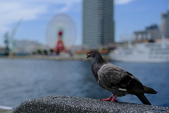 Pigeon