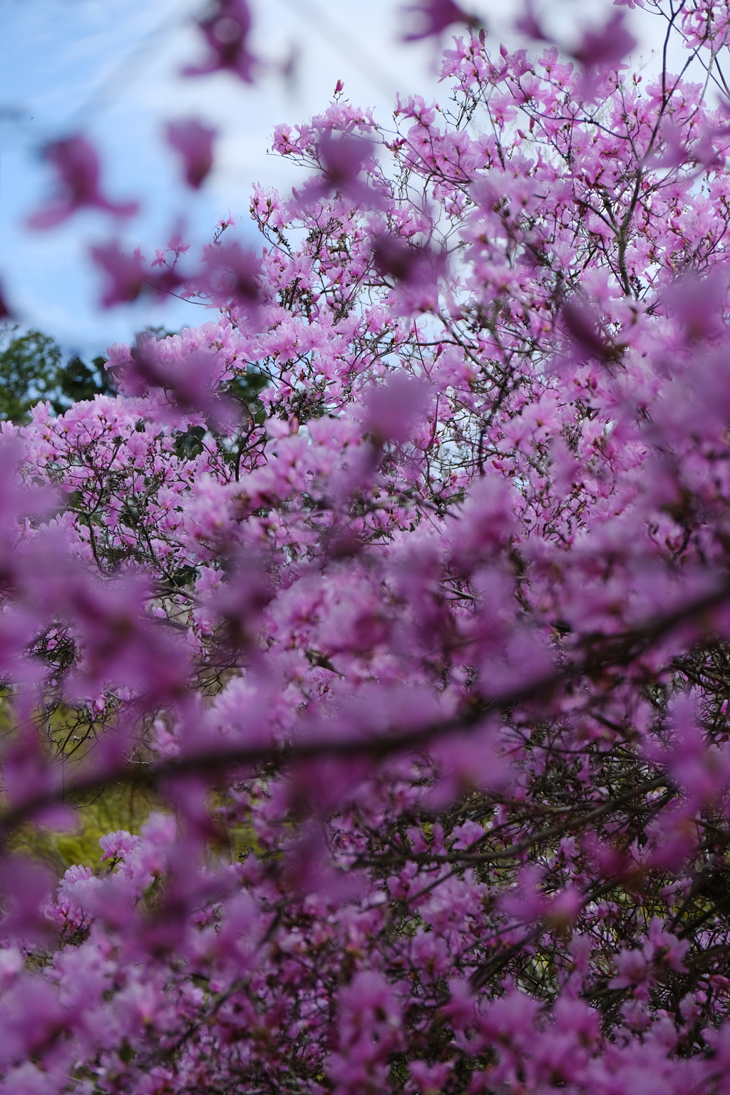 石山寺のつつじ