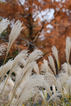 服部緑地公園の秋