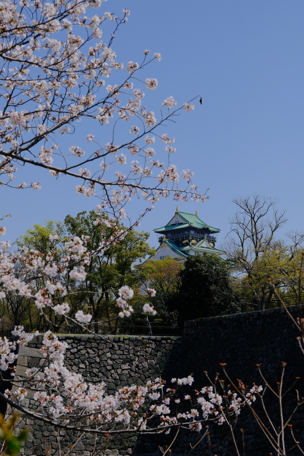 大阪城と桜