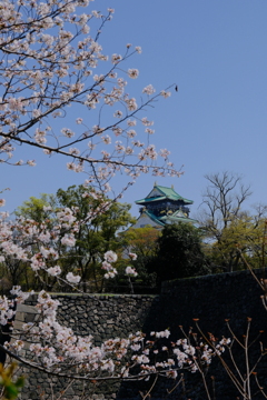 大阪城と桜