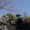 大阪城と桜
