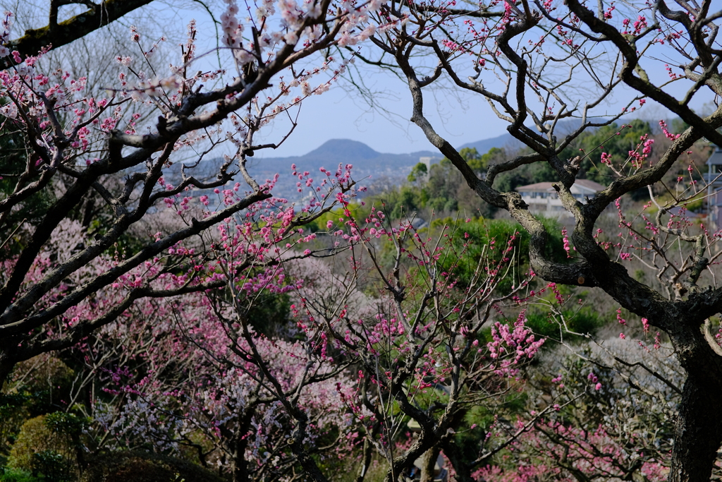 中山寺の梅園