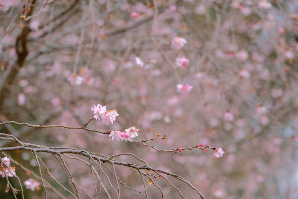 冬の花々