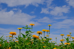 和泉リサイクル環境公園