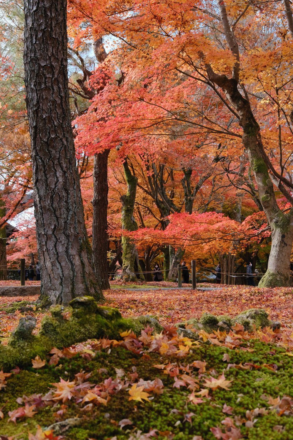 東福寺の紅葉