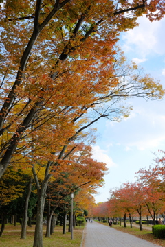 大阪城公園の紅葉