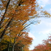 大阪城公園の紅葉