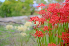彼岸花