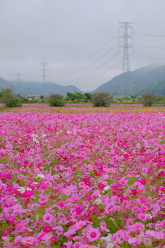 志方町のコスモス