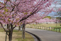 馬見丘陵公園の河津桜