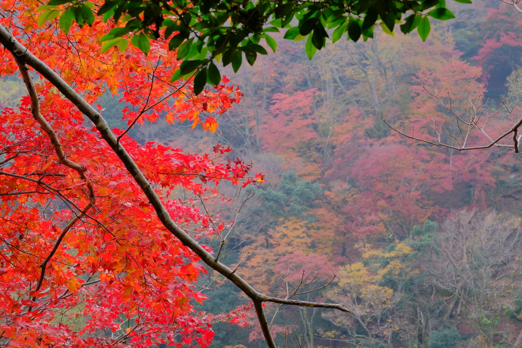 嵐山の紅葉