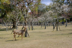 片岡梅林の鹿