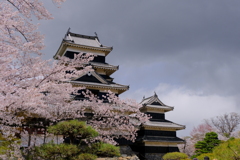 松本城と桜
