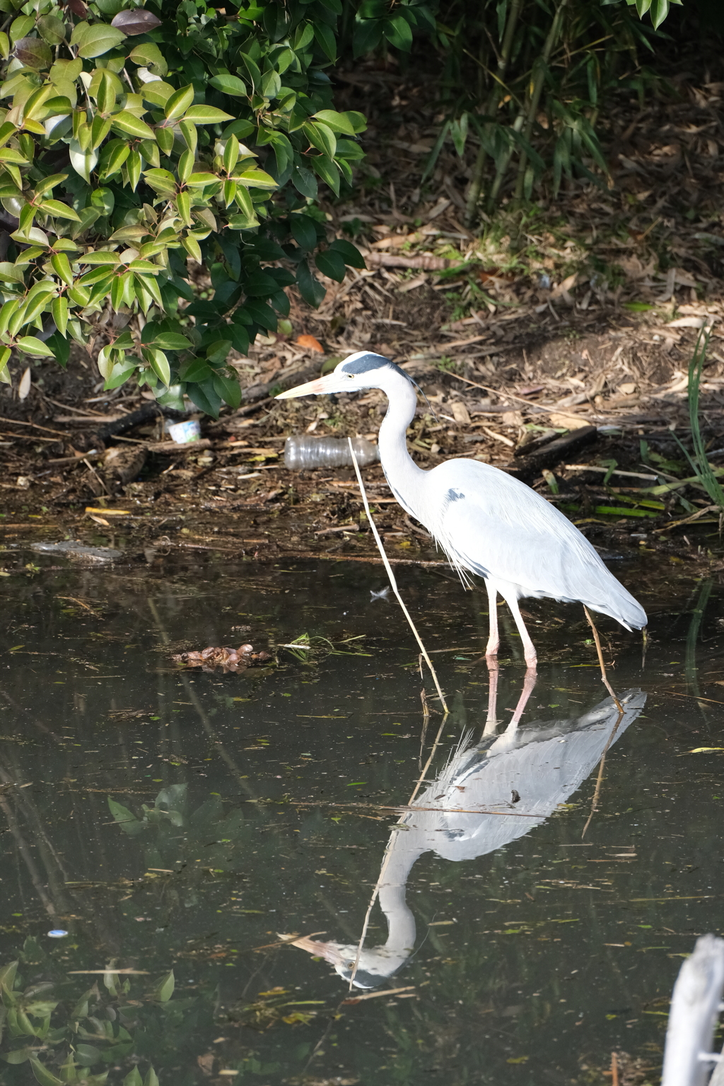 河川敷の野鳥：アオサギ