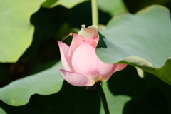 蓮