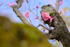 梅の花