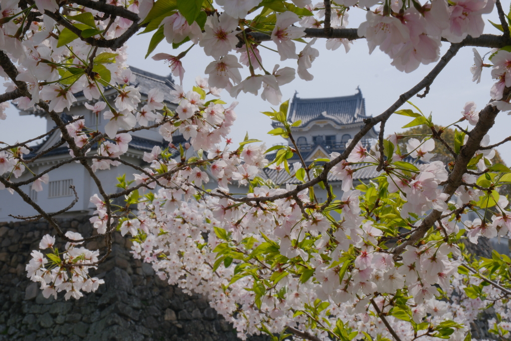 岸和田城の桜