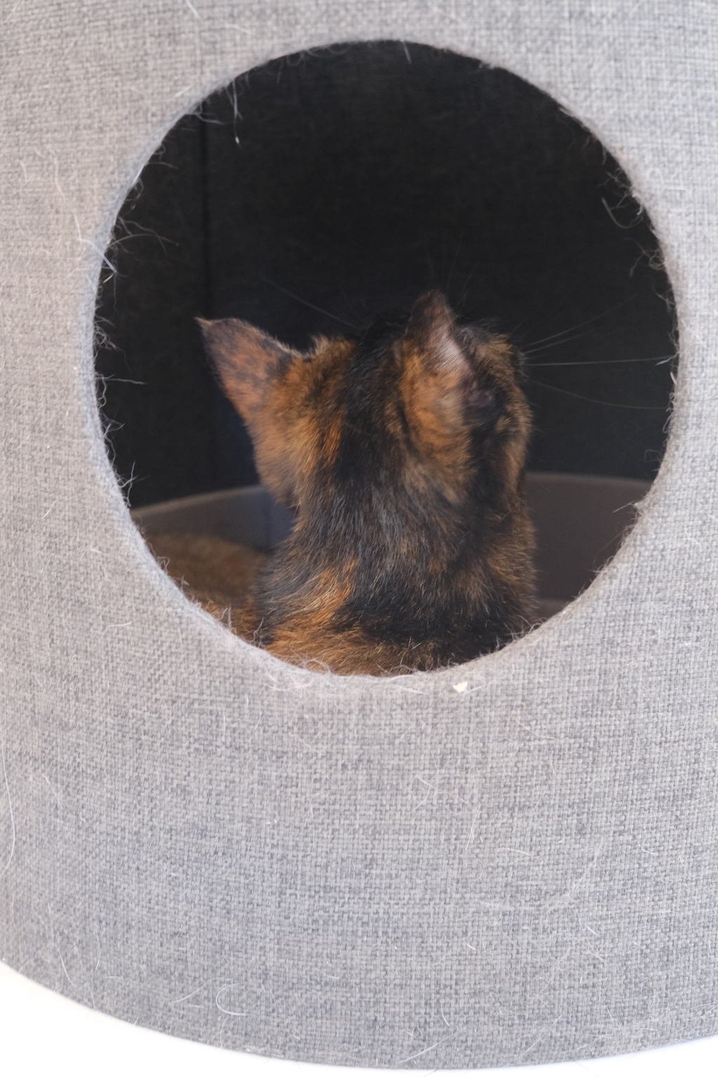 Tonekoの猫たち
