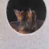 Tonekoの猫たち