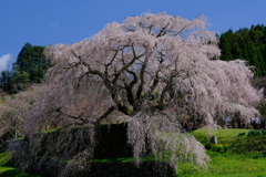 又兵衛桜