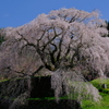 又兵衛桜