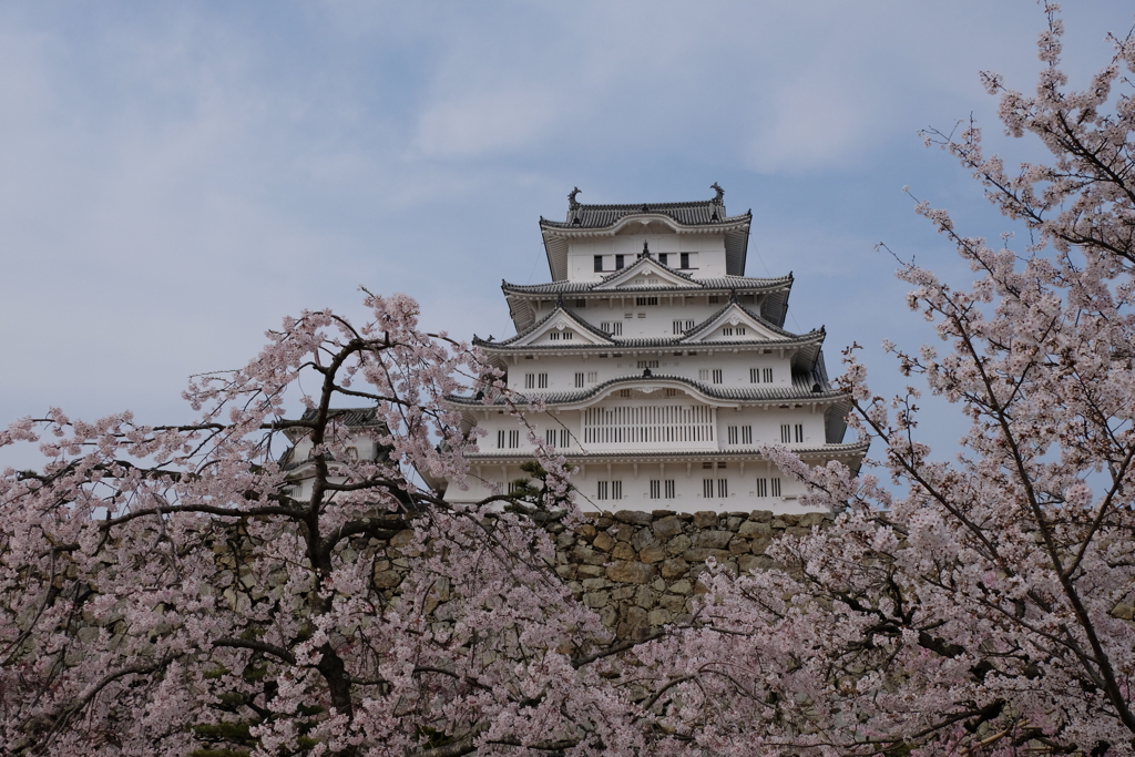 姫路城の桜