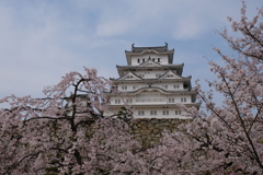 姫路城の桜