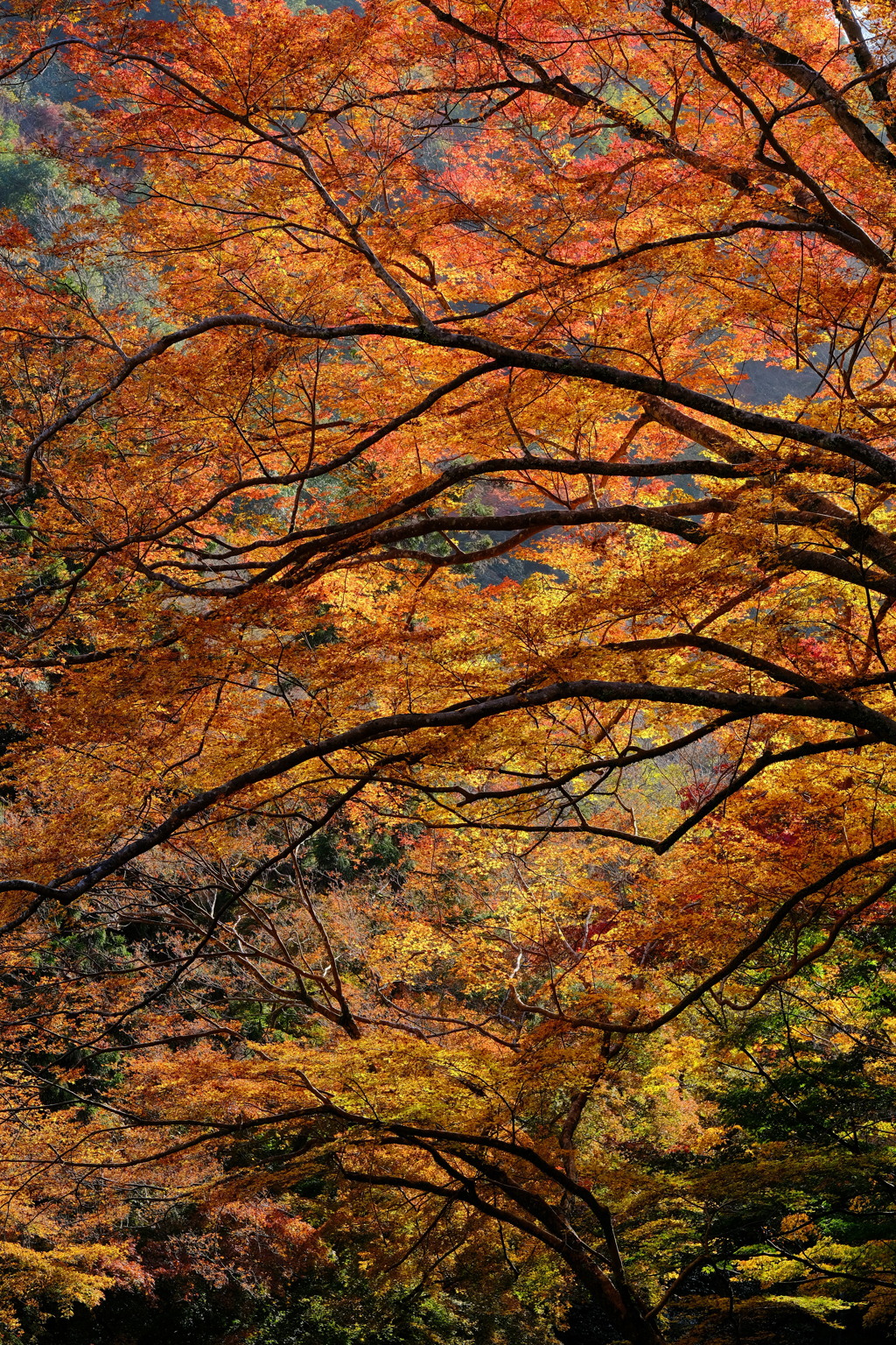 箕面公園の紅葉