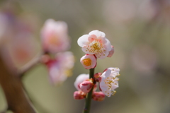 梅の花