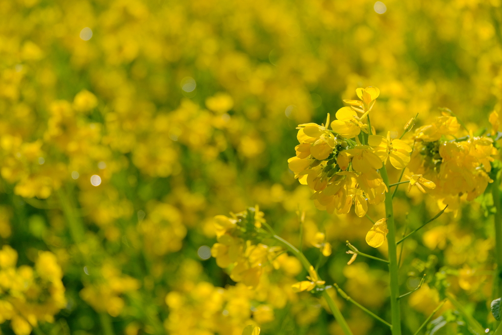満開の菜の花