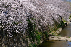 天神川 桜並木